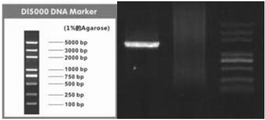 Salt-tolerant heterotrophic nitrification and aerobic denitrification bacterium and application thereof