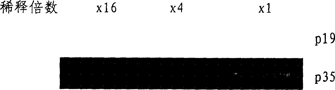 Preparation method for tumour cell comprising interleukin-23 gene and its use