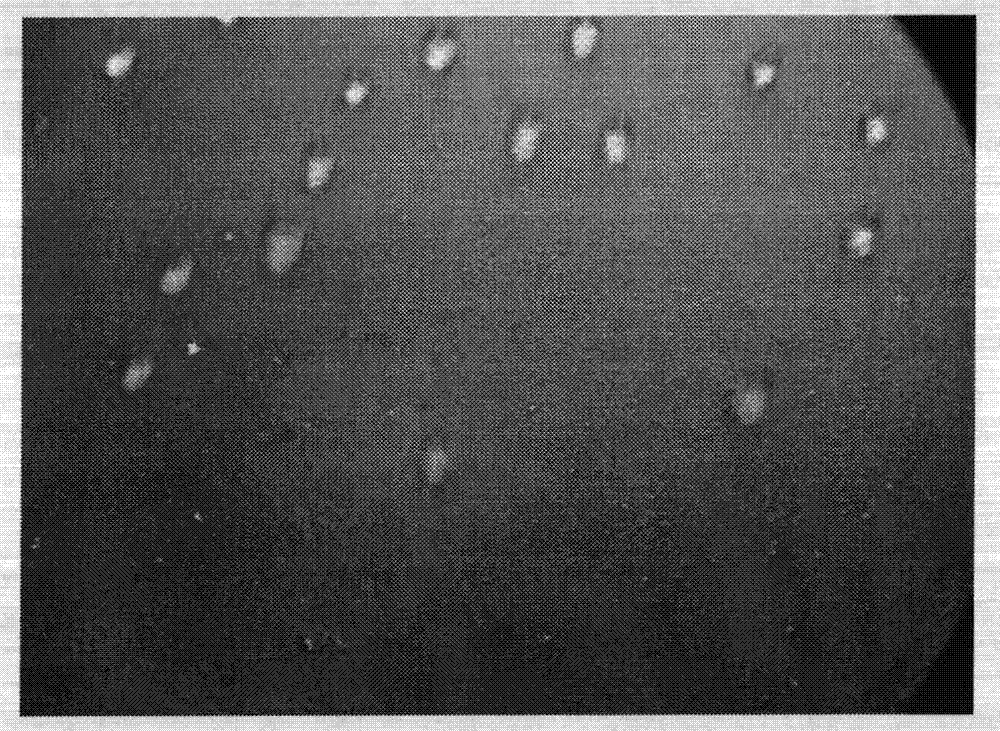 Organosilicon superhydrophobic nano-composite coating, and preparation method and use thereof