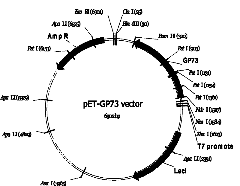 Monoclonal antibody against GP73 protein, preparation method and application thereof