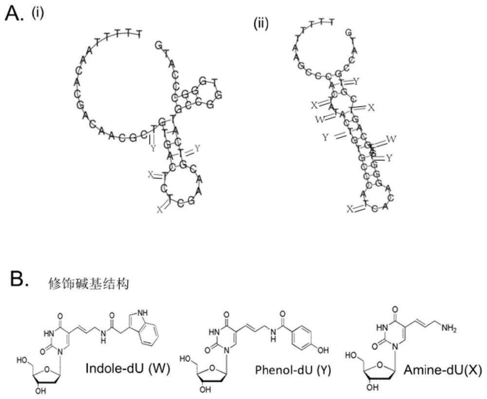 Modified base aptamer for specifically targeting osteoarthritis synovial cells and application of modified base aptamer