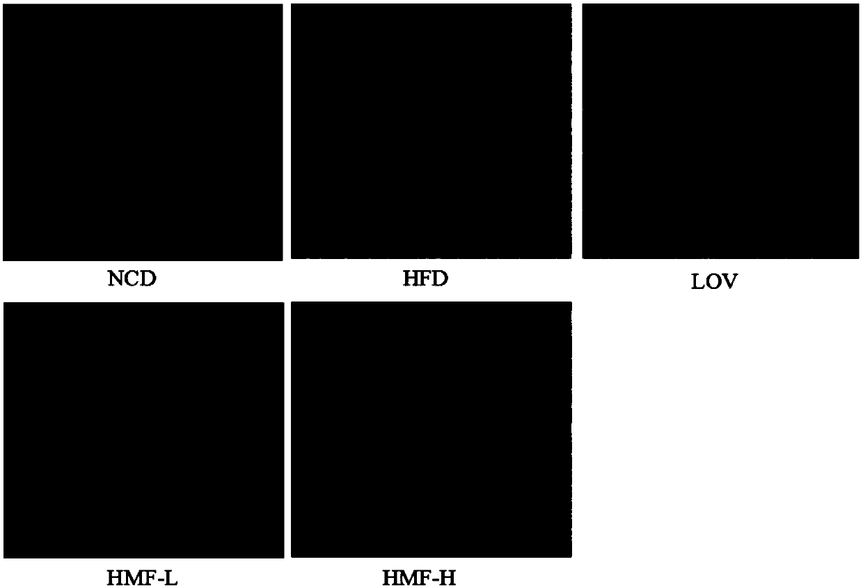 A polymethoxylated flavone, composition and pharmaceutical preparation thereof for preventing or treating non-alcoholic fatty liver