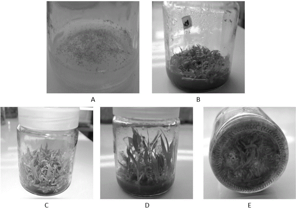 Culture medium for rapid propagation in tissue culture of bletilla striata