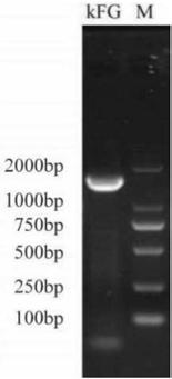 Double-gene modified stem cell and use thereof