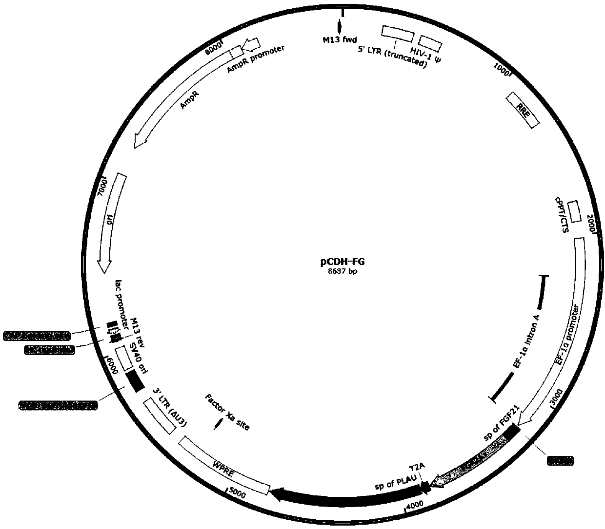 Double-gene modified stem cell and use thereof