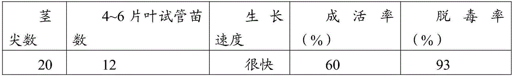 Tissue culture method for rapid detoxification of purple potatoes