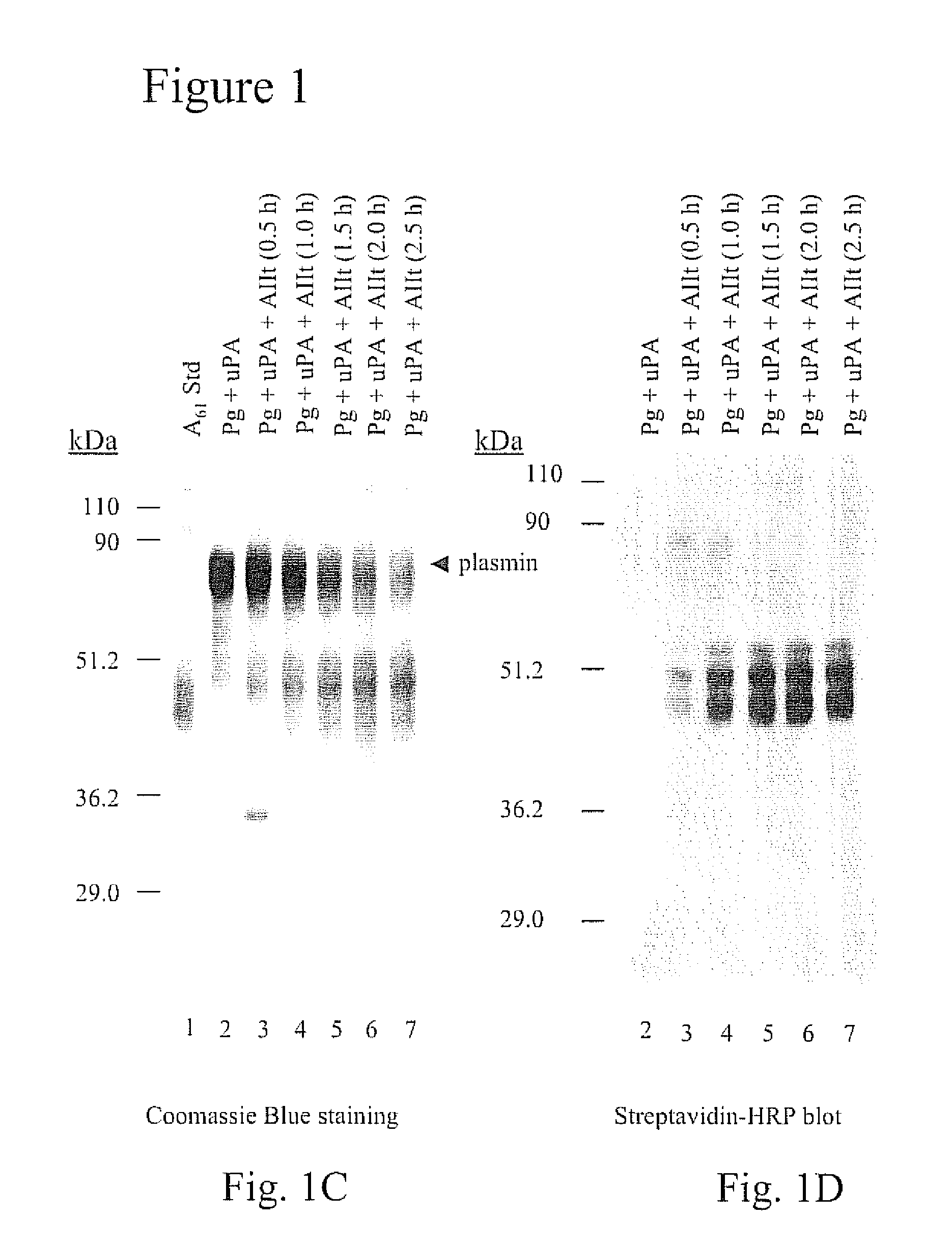 Compositions and methods for inhibiting tumor growth and metastasis