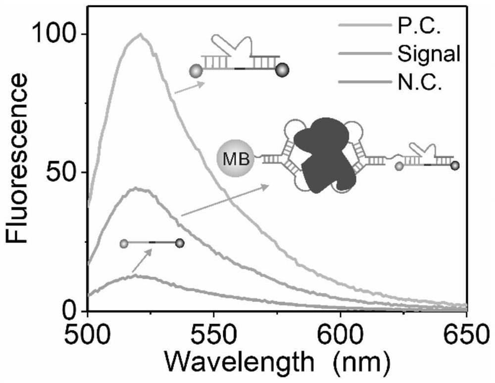 Thrombin detection method based on magnetic separation of deoxyribozyme ...