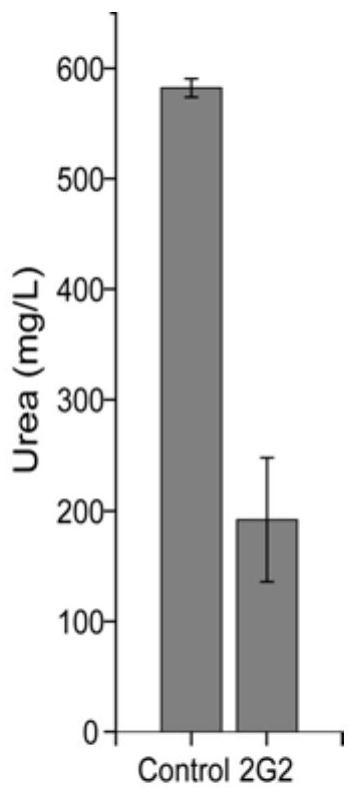 Strain for reducing accumulation of urea and ethyl carbamate in yellow wine and application of the strain