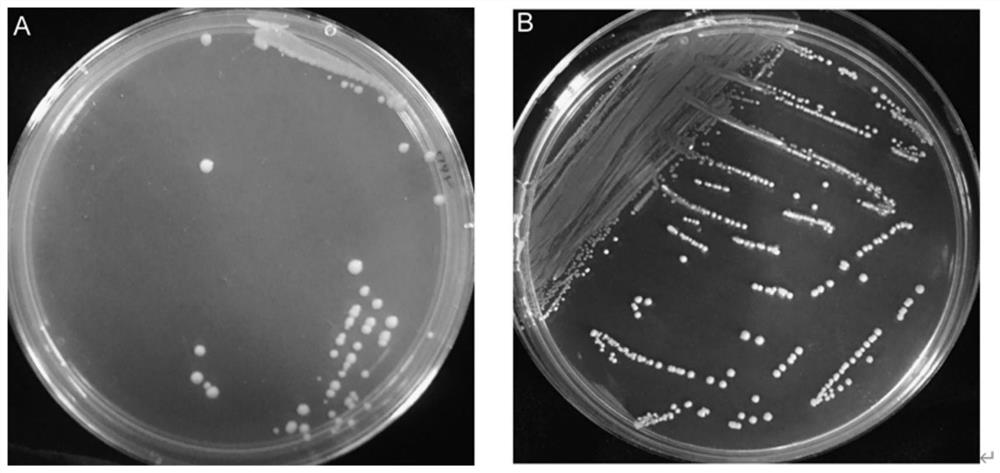 Strain for reducing accumulation of urea and ethyl carbamate in yellow wine and application of the strain