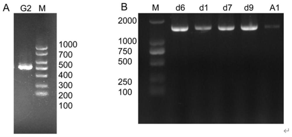 Strain for reducing accumulation of urea and ethyl carbamate in yellow wine and application of the strain