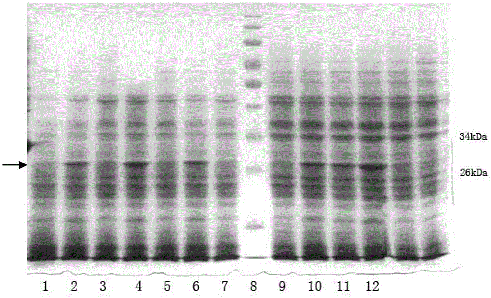 A Saccharomyces cerevisiae integrative expression vector