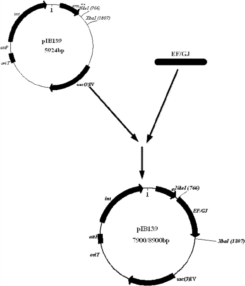 Construction method and use of Streptomyces roseosporus gene engineering bacteria