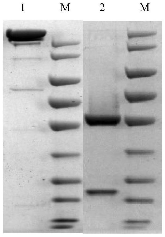 Neutralizing antibody against novel coronavirus, antigen-binding fragment thereof and application thereof