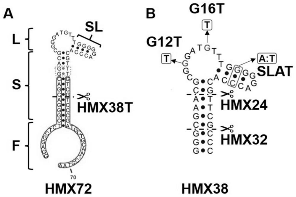 Aptamer of methotrexate, aptamer derivative and application of aptamer and aptamer derivative