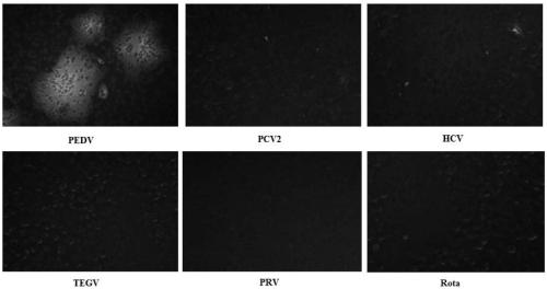 Anti-porcine epidemic diarrhea virus monoclonal antibody and its cell line and application