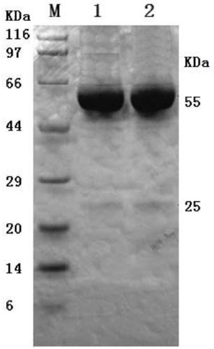 Anti-porcine epidemic diarrhea virus monoclonal antibody and its cell line and application