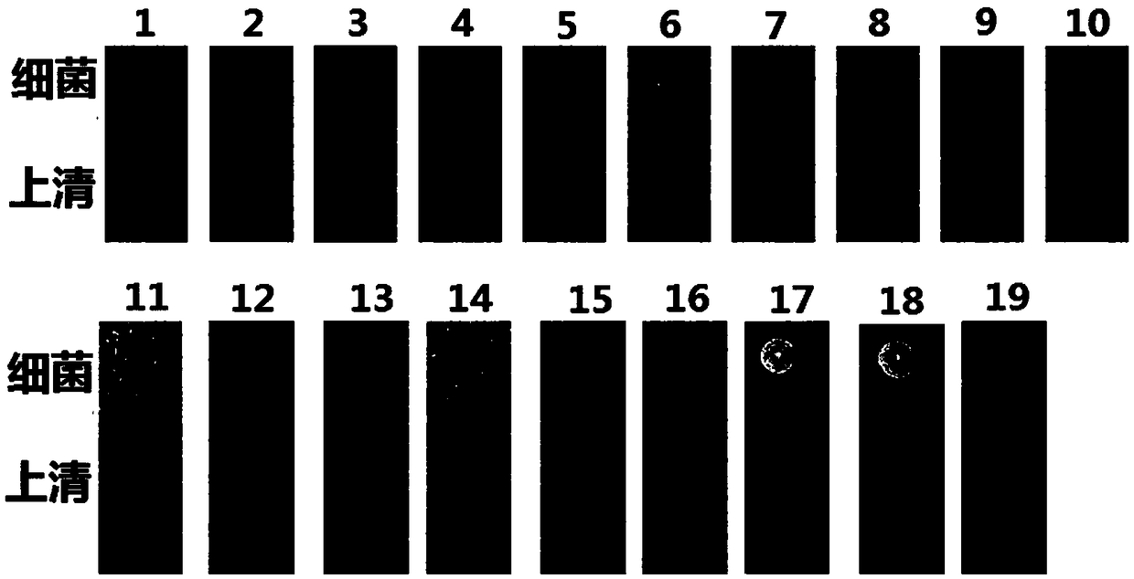 Staphylococcus epidermidis with broad-spectrum antibacterial activity for gram-positive drug resistant bacteria as well as screening method and application of staphylococcus epidermidis