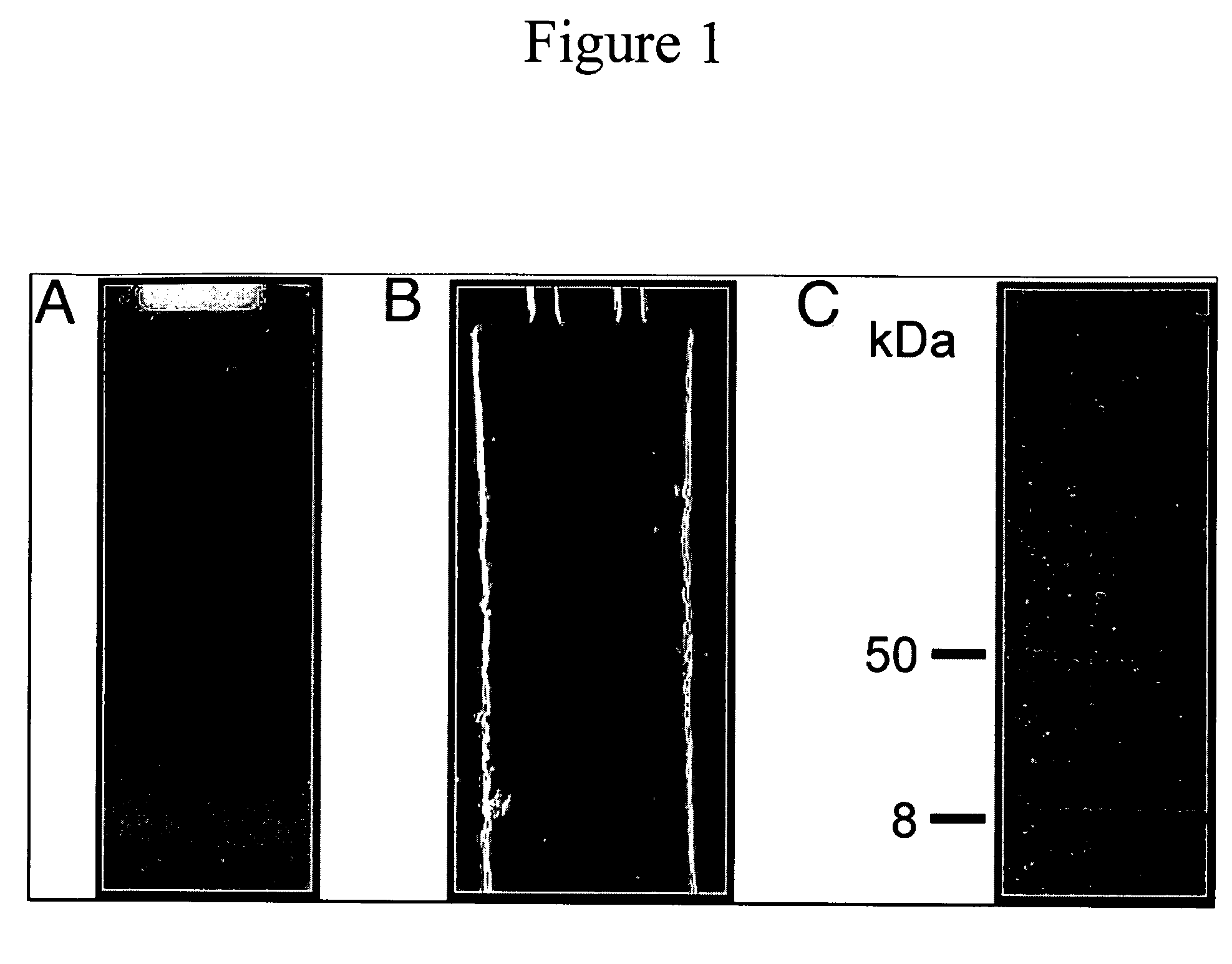 Octameric Protein For Use In Bionanotechnology Applications