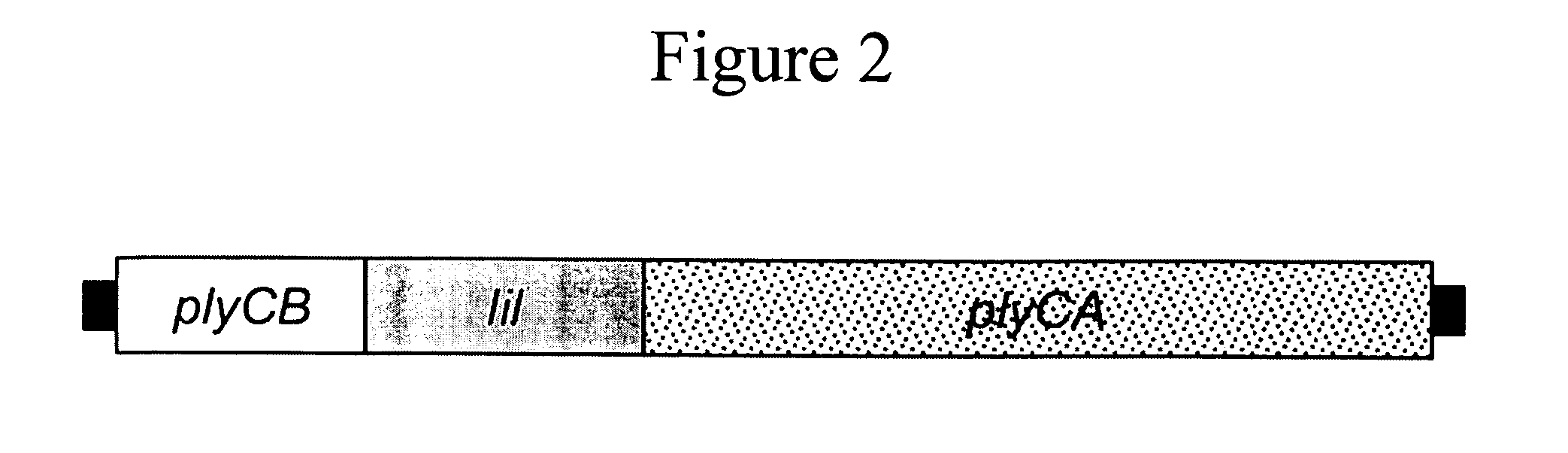 Octameric Protein For Use In Bionanotechnology Applications