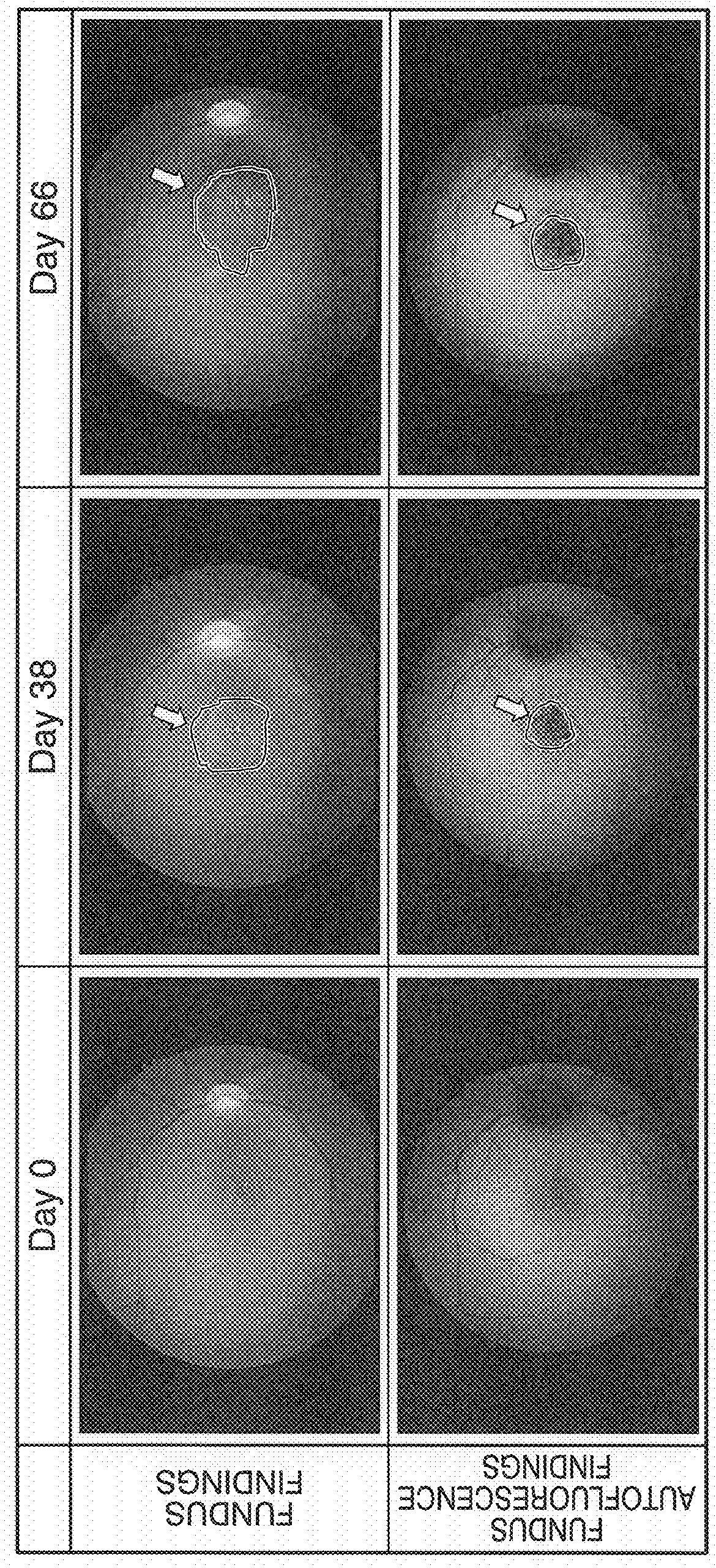 Non-human primate model of age-related macular degeneration and method for producing same