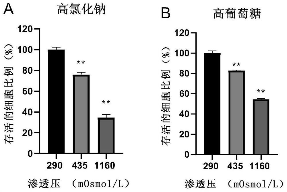 Gum-based chewing tobacco containing Ophiopogon japonicus extract and preparation method thereof