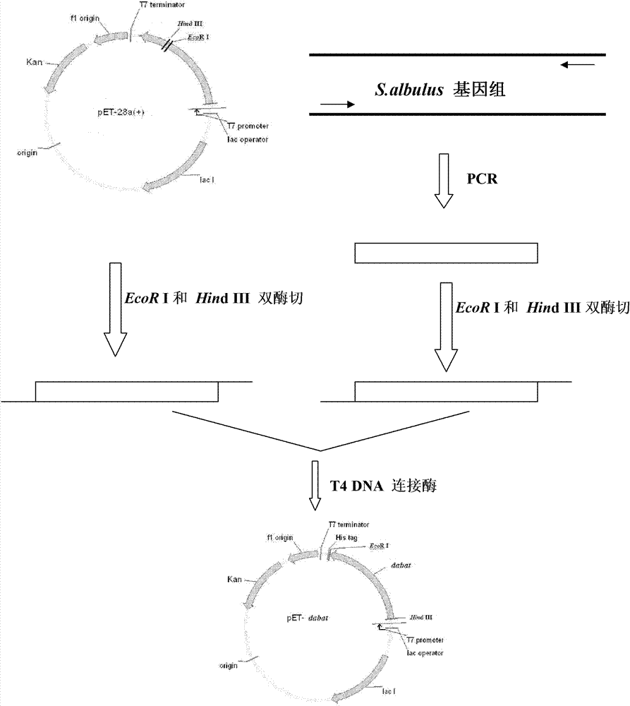 Diaminobutyrate-2-oxoglutarate transaminase and application thereof