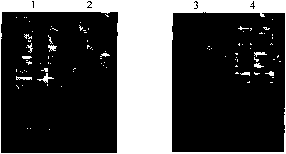 Hepatocellular carcinoma targeting gene expression element AP and applications thereof