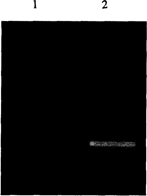 Hepatocellular carcinoma targeting gene expression element AP and applications thereof