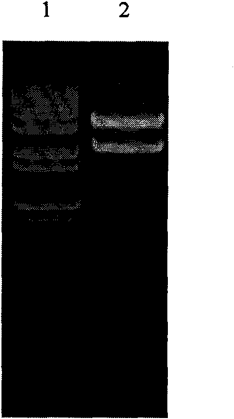 Hepatocellular carcinoma targeting gene expression element AP and applications thereof