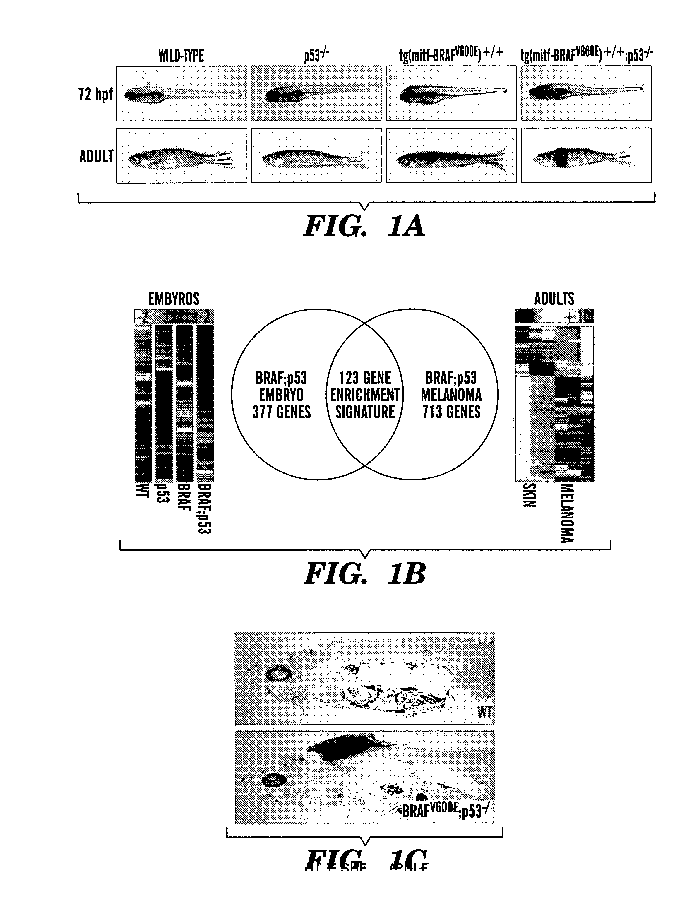 Methods for treatment of melanoma