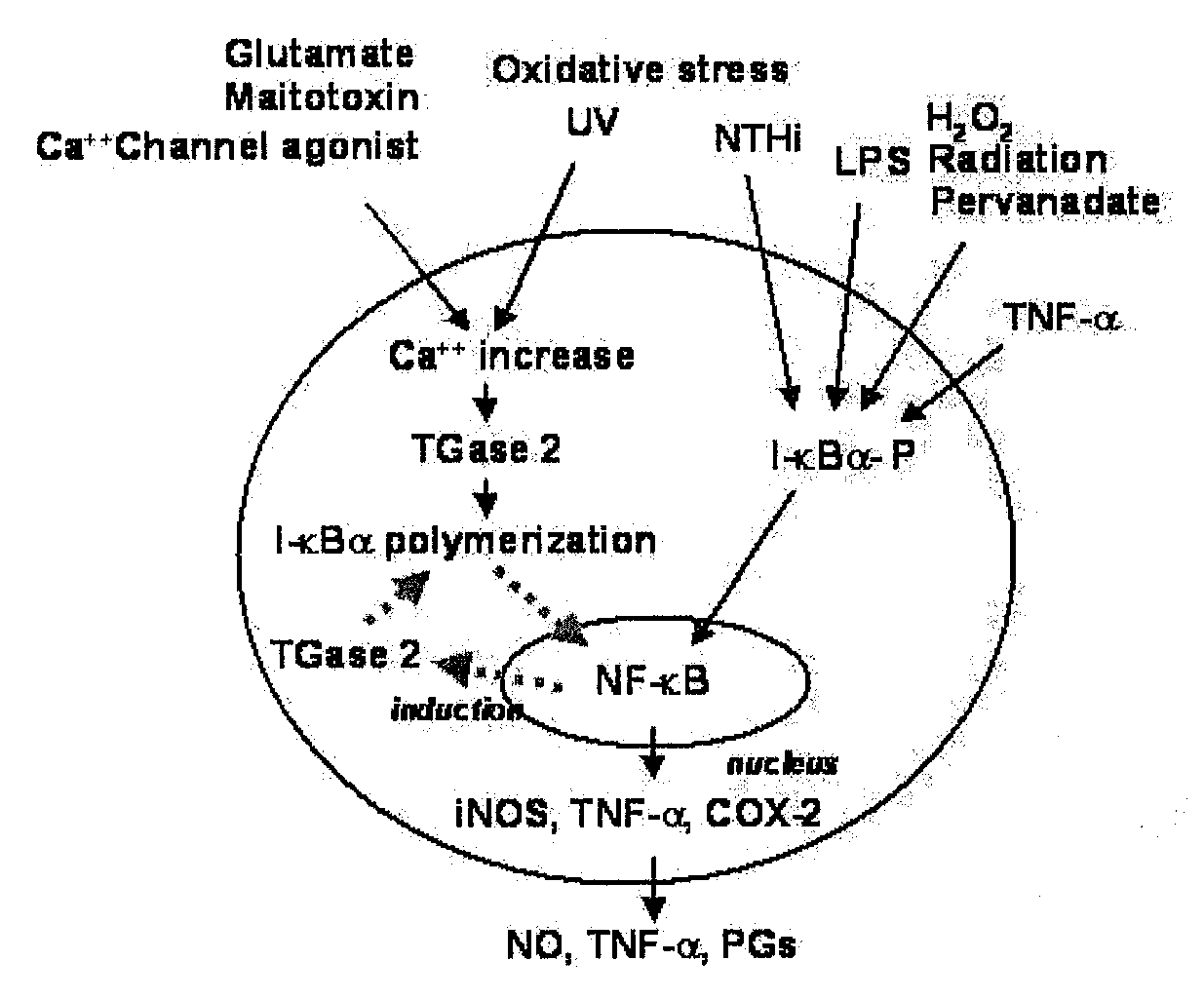 Peptides for Inhibiting Transglutaminase