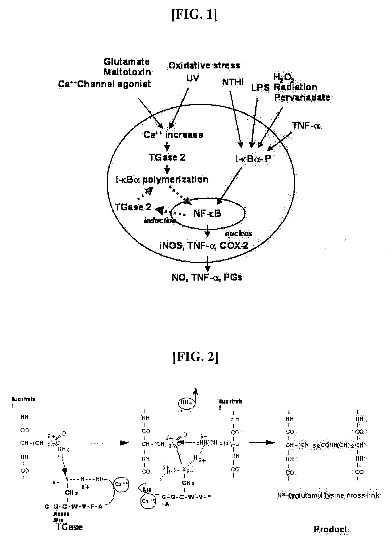 Peptides for Inhibiting Transglutaminase