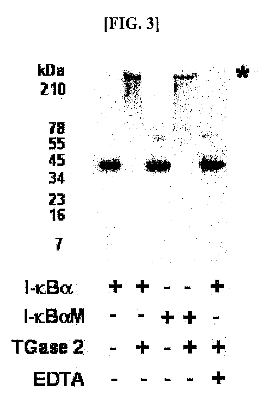 Peptides for Inhibiting Transglutaminase