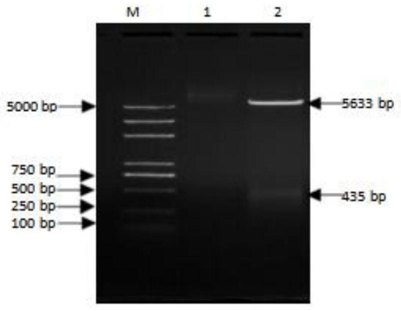 Soluble prokaryotic expression and purification method and application of cat interferon gamma