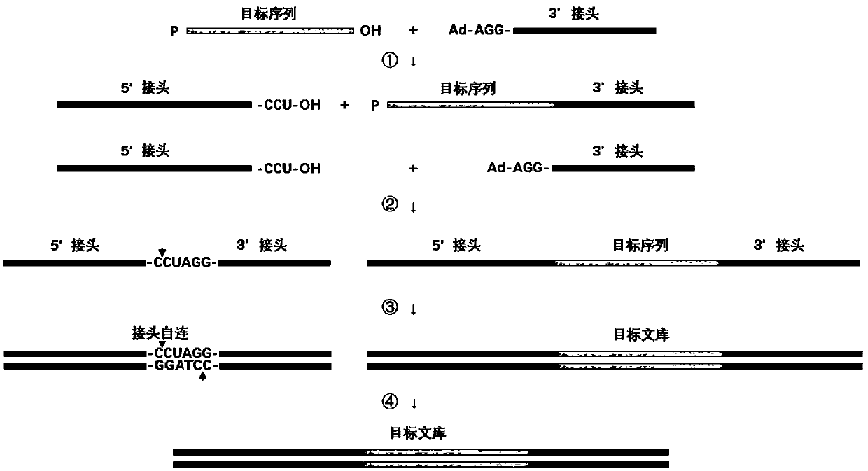 Linker composition and application thereof