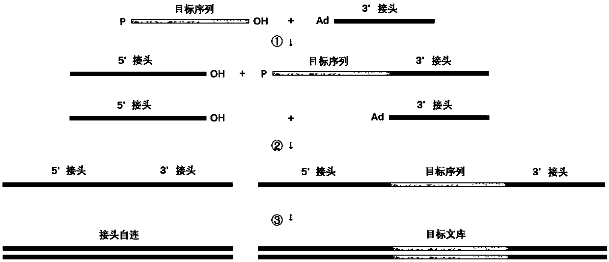 Linker composition and application thereof