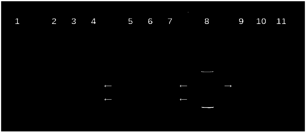 Linker composition and application thereof