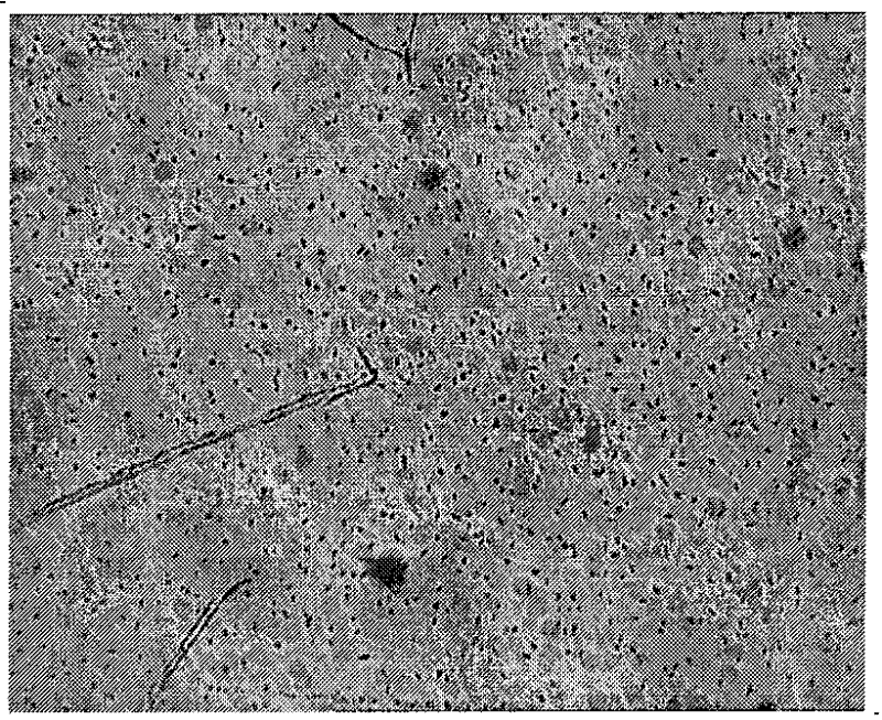 Fe4O3 surface modification method and preparation method of polystyrene magnetic microsphere