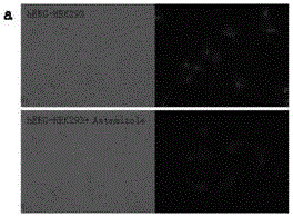 A kind of small molecule fluorescent probe of benzimidazole herg potassium ion channel and its preparation method and application