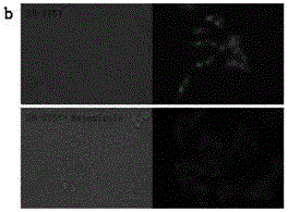 A kind of small molecule fluorescent probe of benzimidazole herg potassium ion channel and its preparation method and application