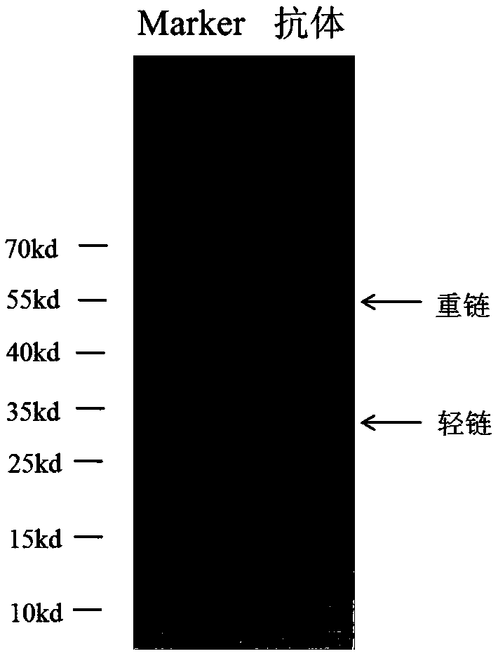 Monoclonal antibody against h7n9 virus