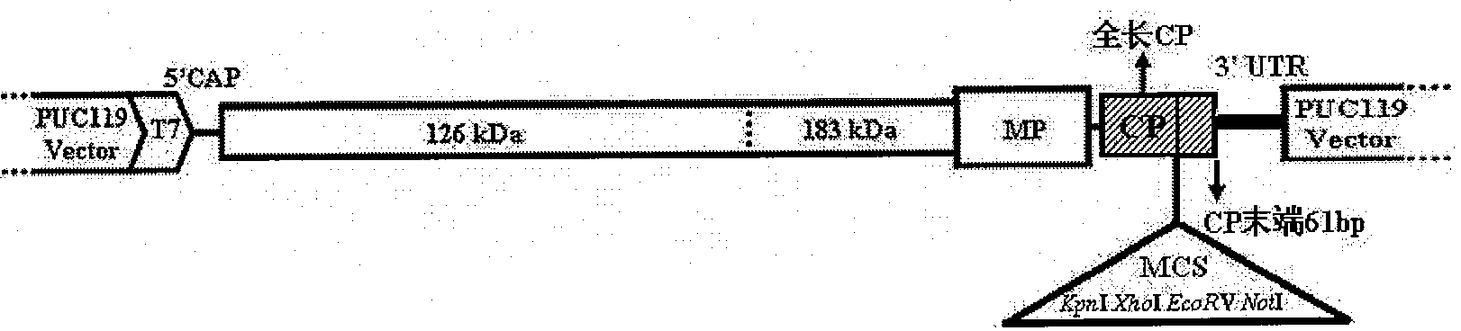 Virus induced gene silencing system and use thereof