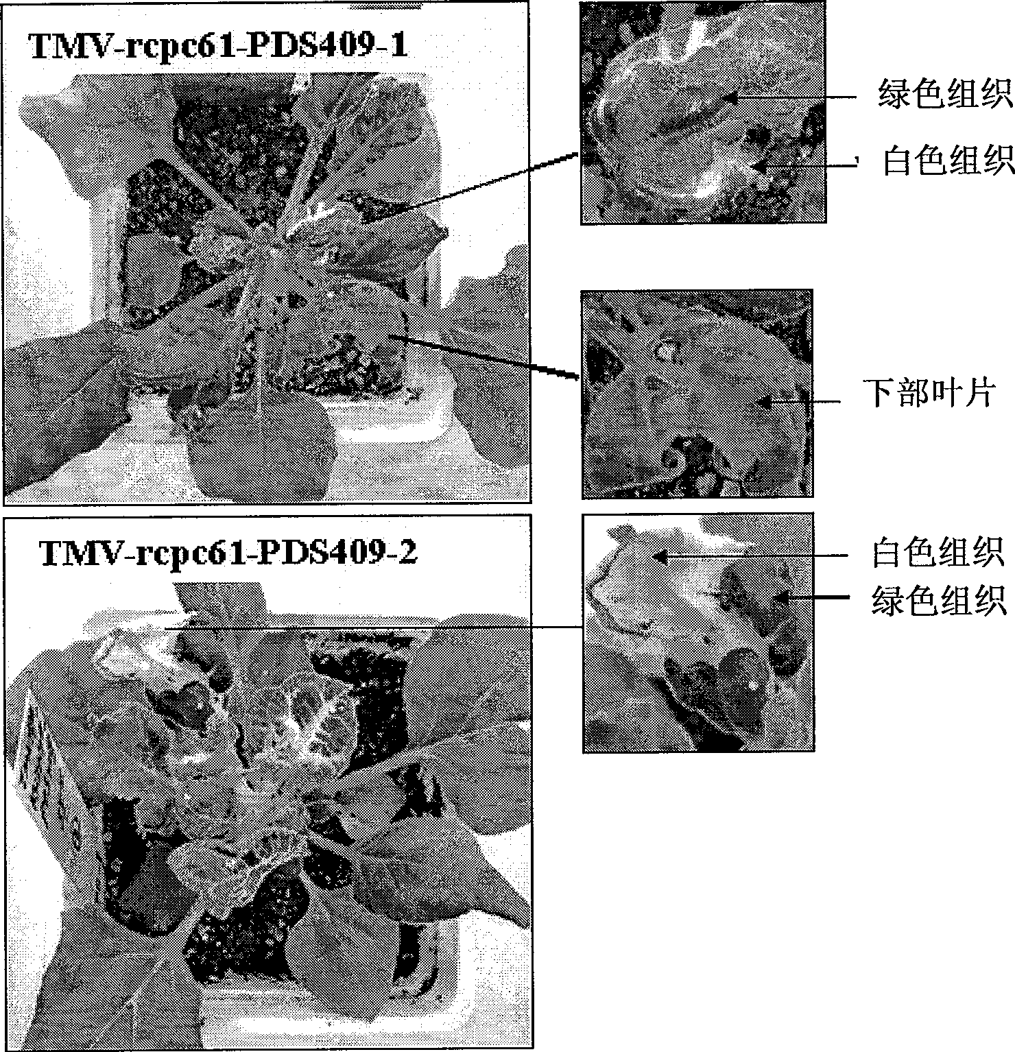 Virus induced gene silencing system and use thereof