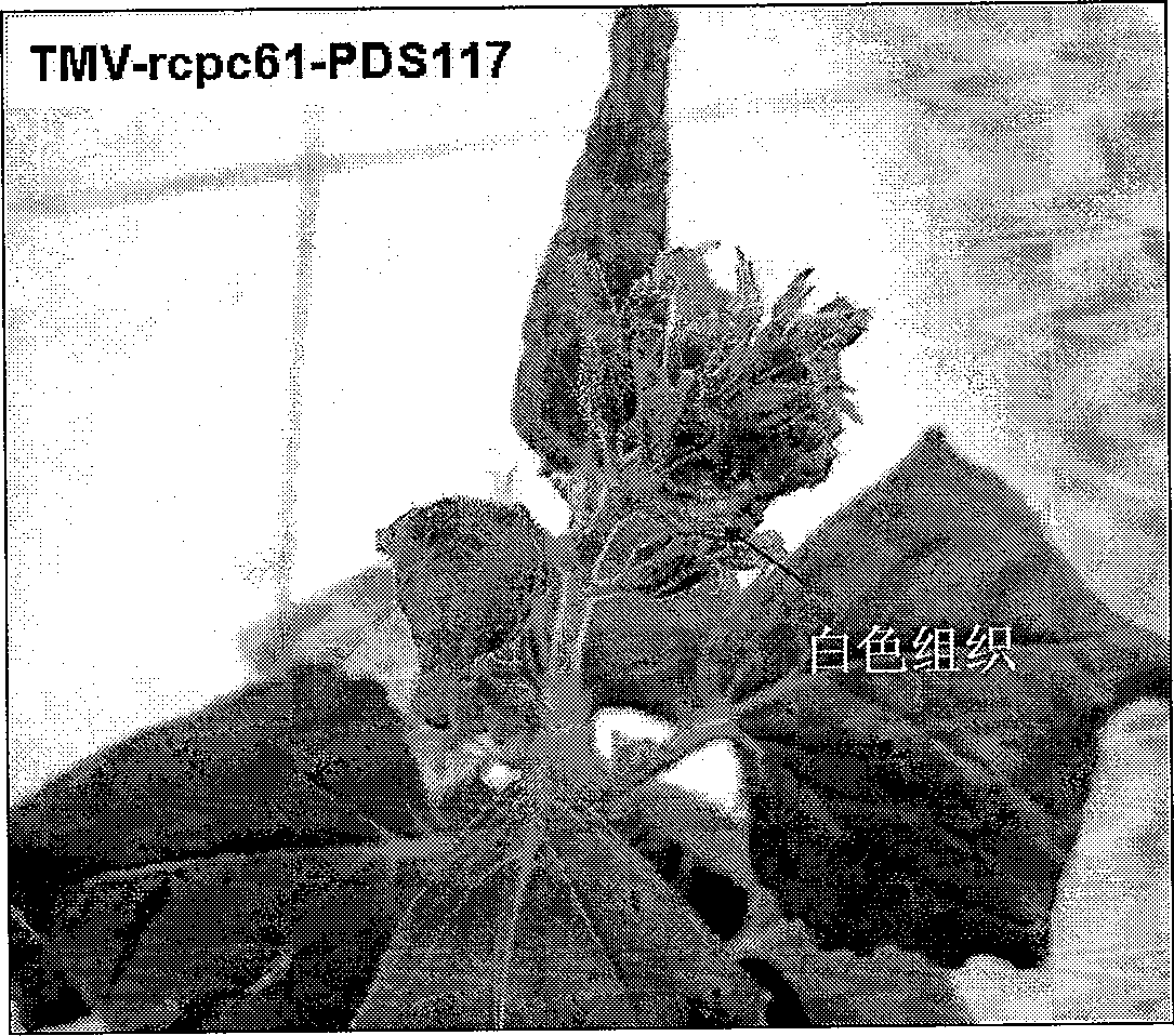 Virus induced gene silencing system and use thereof