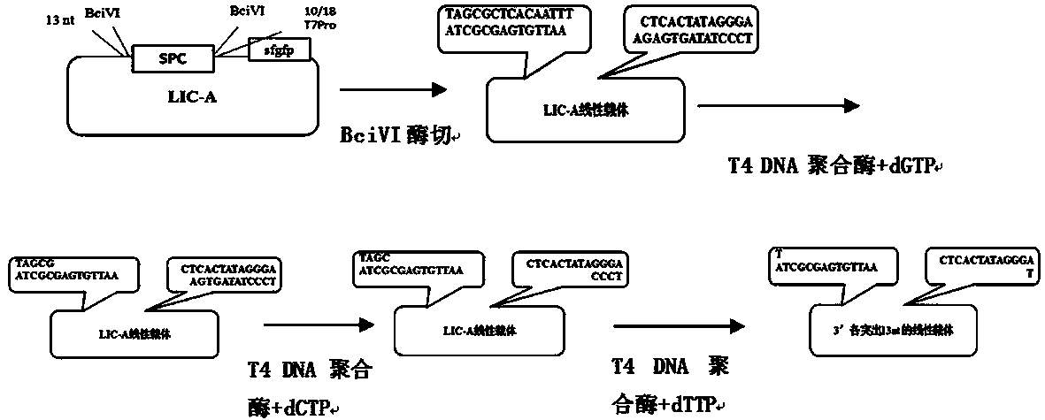 Method for synthesizing DNA fragments and assembling synthetic genes in Escherichia coli through one-step method