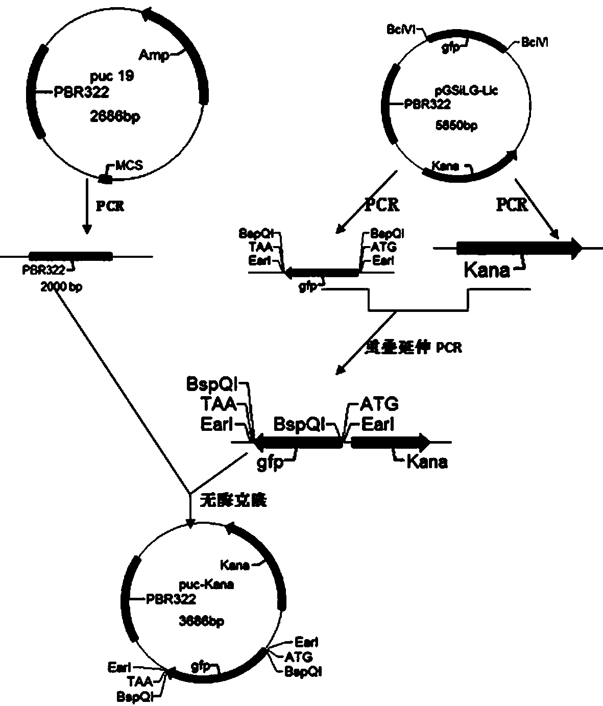 Method for synthesizing DNA fragments and assembling synthetic genes in Escherichia coli through one-step method