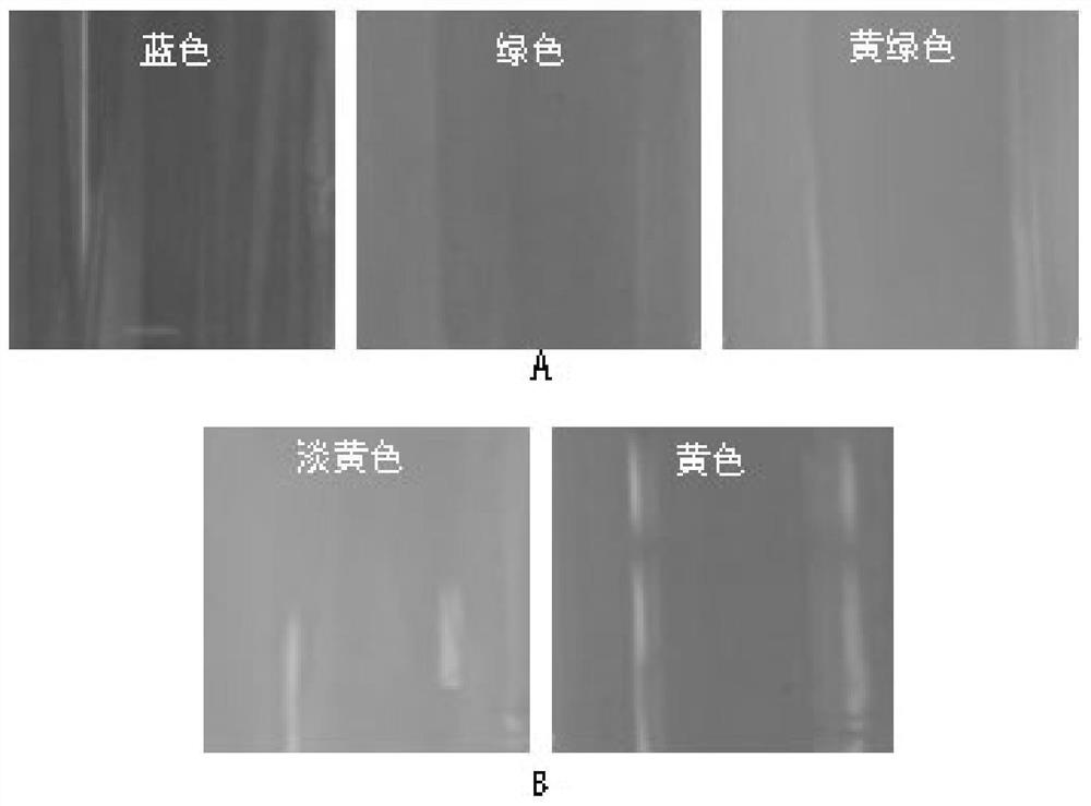 A method for quickly distinguishing normal tea leaves from suspicious tea leaves