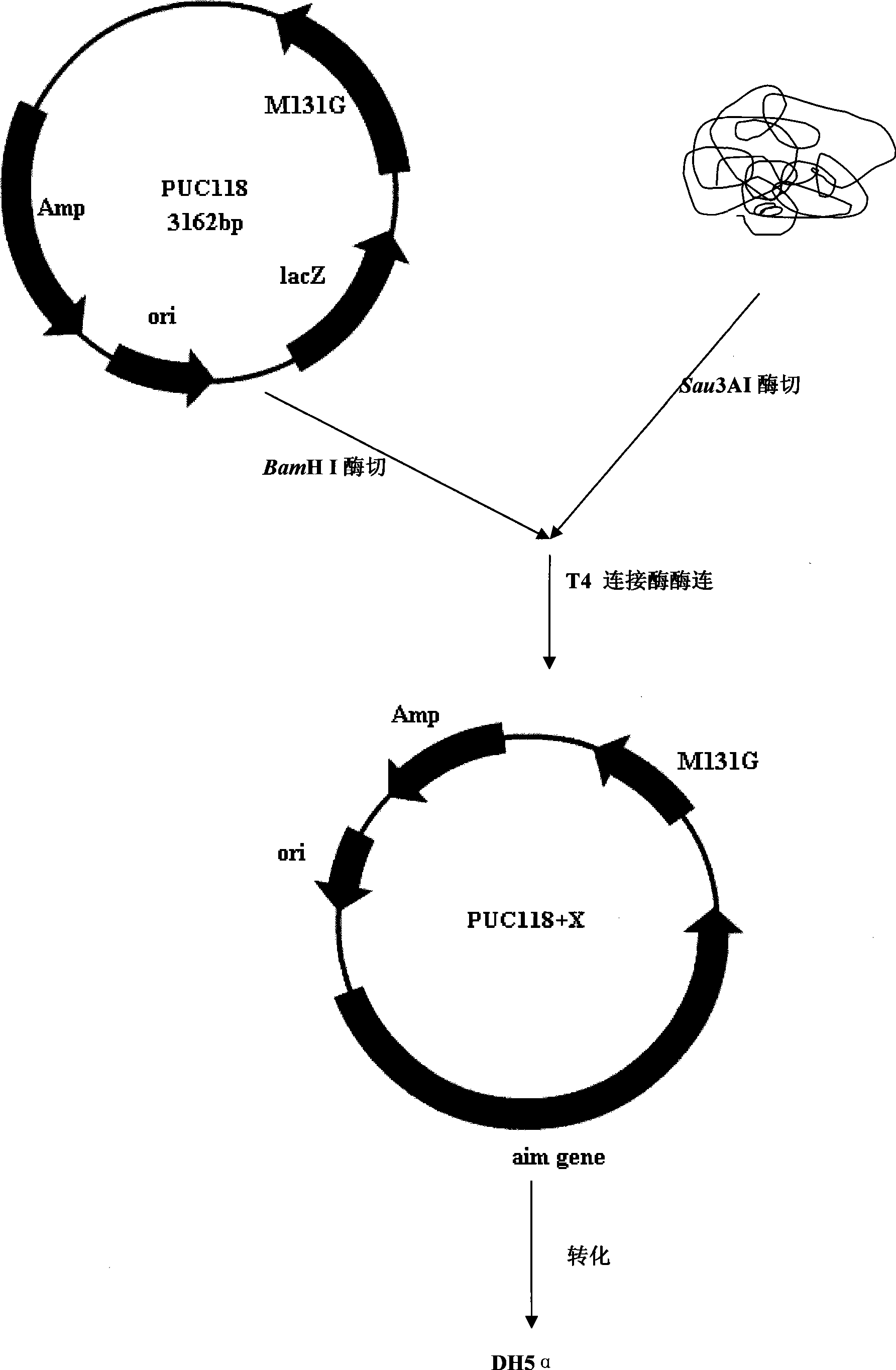 Pyrethroid insecticide hydrolytic enzyme genes