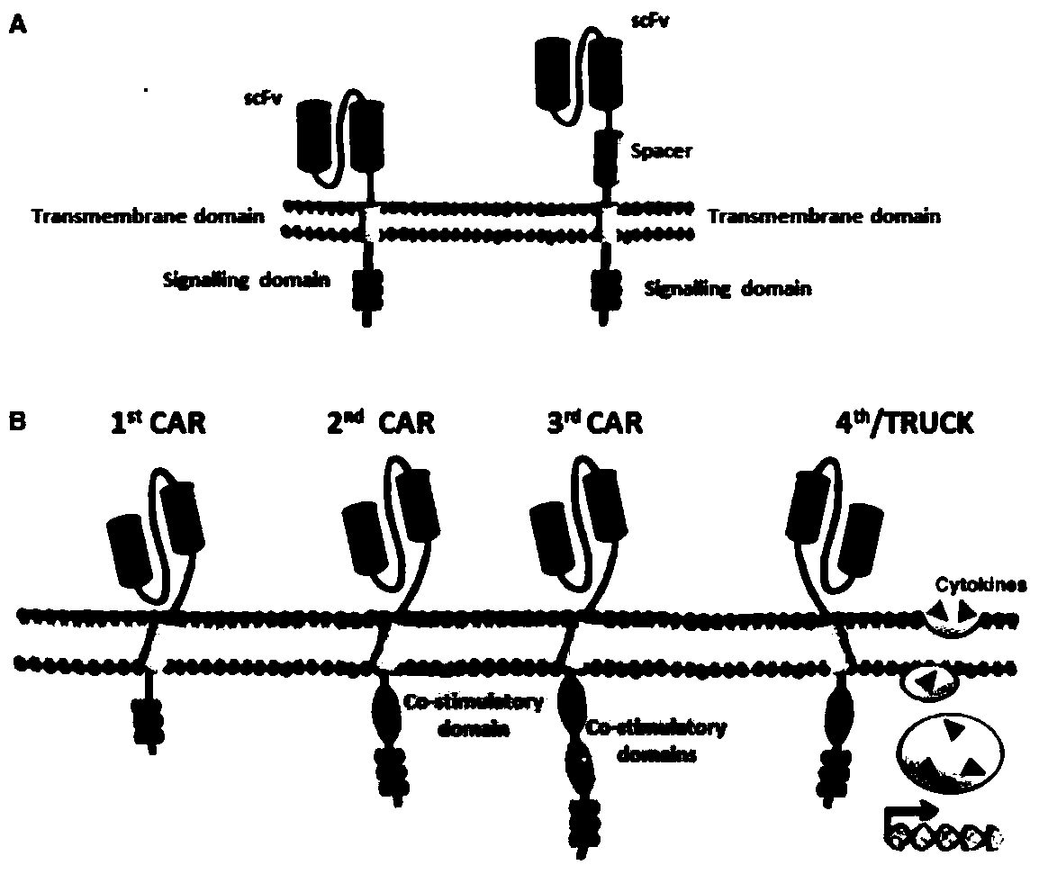 Anti-her2 chimeric antigen receptor, coding gene, recombinant expression vector and its construction method and application